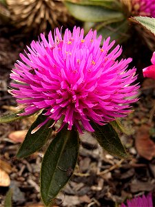 Gomphrena ‘Pink Zazzle™’ blooming in the Outdoor Garden at Phipps Conservatory, Pittsburgh