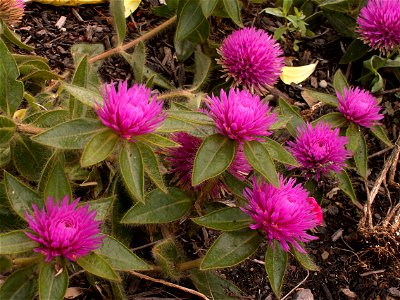 Gomphrena ‘Pink Zazzle™’ blooming in the Outdoor Garden at Phipps Conservatory, Pittsburgh photo