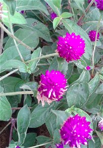 வாடா மல்லி
Botanical name: Gomphrena globosa
Common name: Globe Amaranth
Knob petals can be eaten  ;- Dried flowers’  is used for chronic bronchitis and whooping cough . 
Plant is  used for kidne