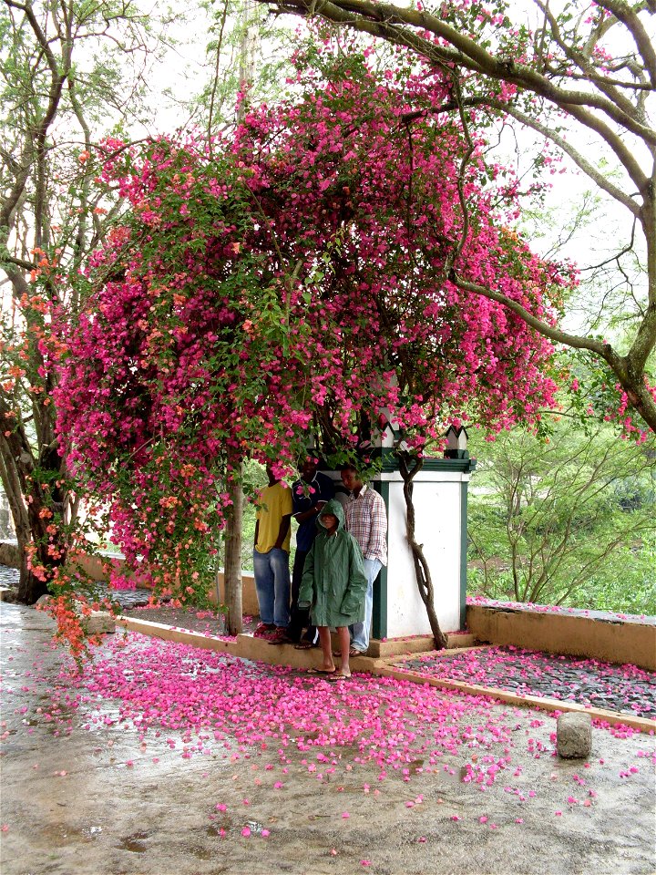 Bougainvillea flowers, Santa Catarina church in Achada Falcão, in Santiago, Cape Verde