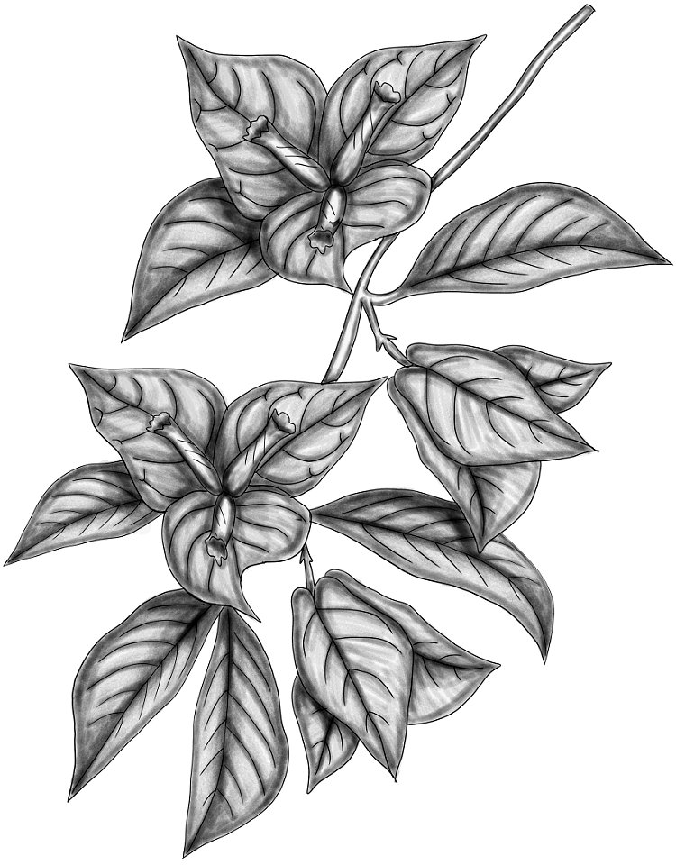 Bougainvillea glabra BYN