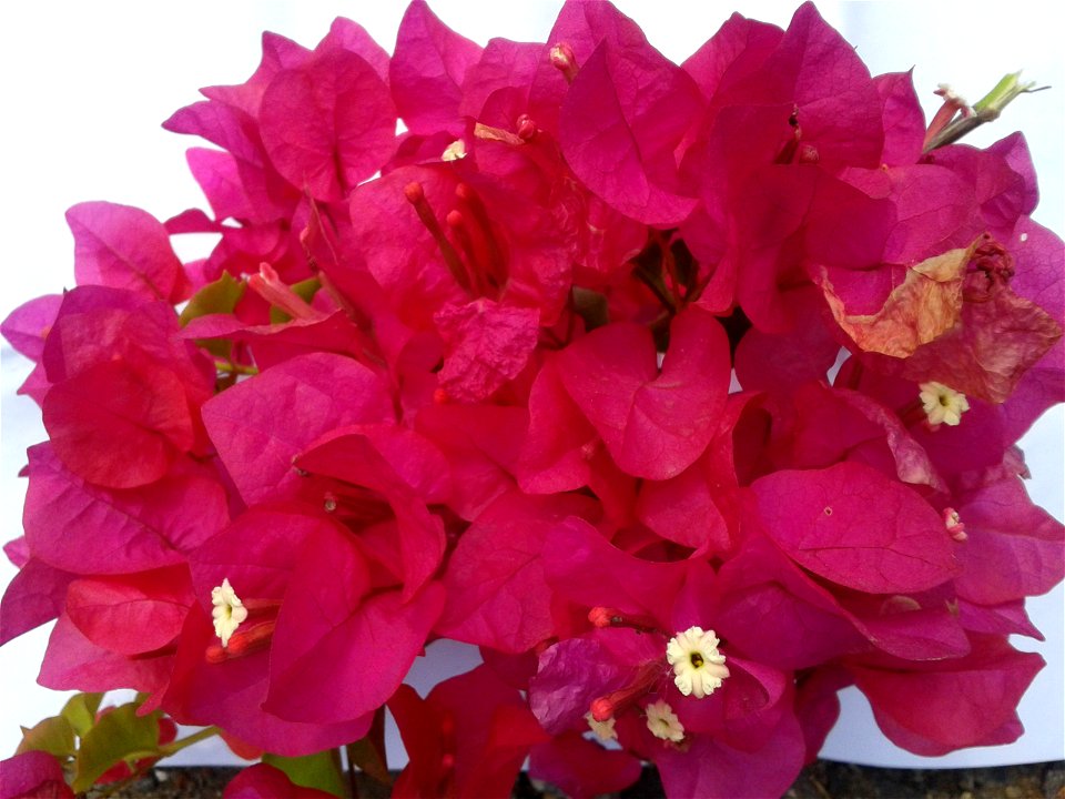காகிதப்பூ
Botanical name- Bougainvillea glabra
Common name – Paper flower
Infusion of flowers used to treat  low blood pressure ; Leaves are useful to cure diabetes 2.

S.Soundarapandian (talk) 0