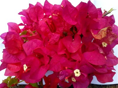 காகிதப்பூ
Botanical name- Bougainvillea glabra
Common name – Paper flower
Infusion of flowers used to treat  low blood pressure ; Leaves are useful to cure diabetes 2.

S.Soundarapandian (talk) 0