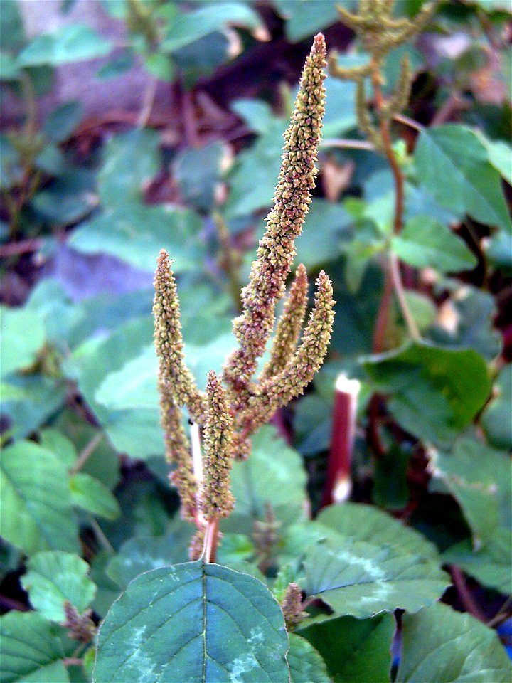 Amaranthus viridis inflorescence close up, Torrelamata street, Torrelamata, Torrevieja, Alicante, Spain