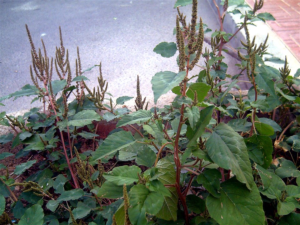 Amaranthus viridis plant, Torrelamata street, Torrevieja, Alicante, Spain