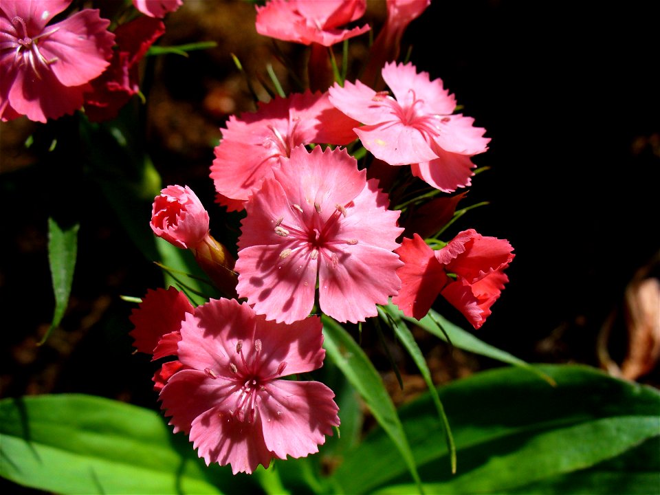I am the originator of this photo. I hold the copyright. I release it to the public domain. This photo depicts flowers.