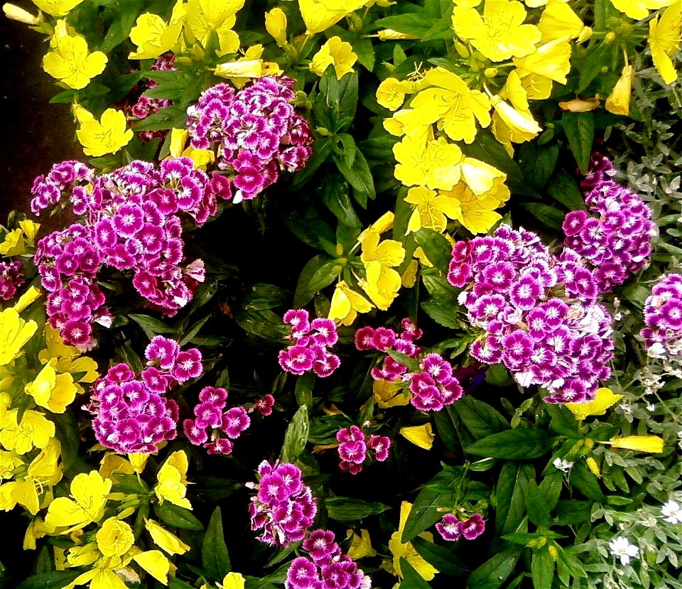 Image title: Blue purple Turkish carnation flower
Image from Public domain images website, http://www.public-domain-image.com/full-image/flora-plants-public-domain-images-pictures/flowers-public-domai