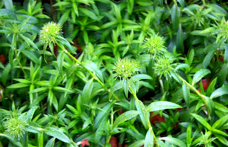  ; Flowers, trees, and other plant stuff
A Dianthus or 'sweet white' plant (Dianthus barbatus)