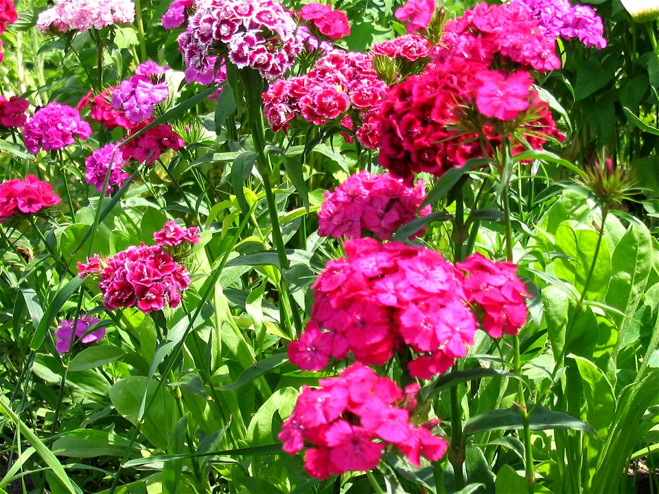 Flowers in Talitsa (Altai kray)
