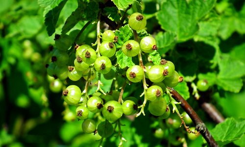Garden vitamins spring