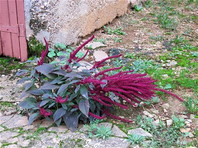 Amaranth in Lacrost (Saône-et-Loire, France).