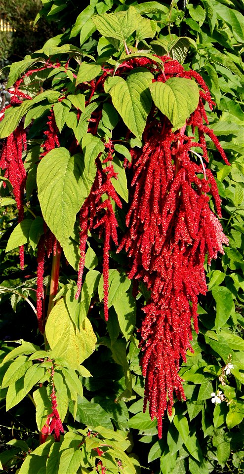 Amaranthus caudatus, Jardin des Plantes de Paris