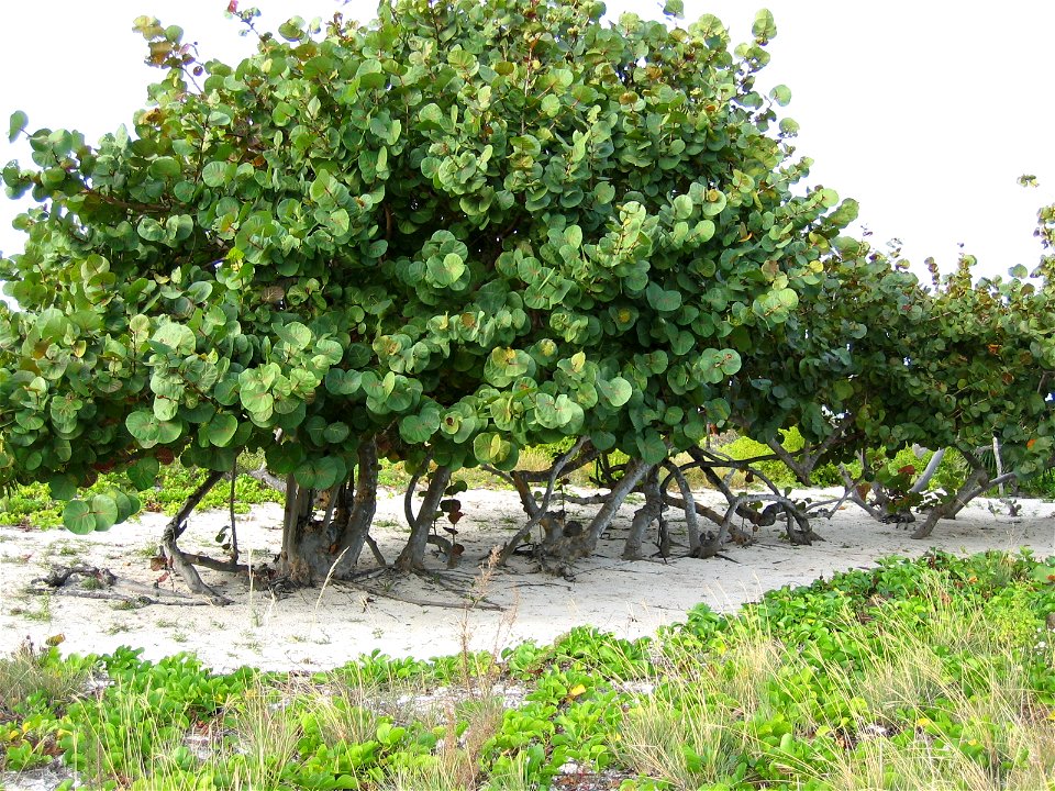 Strandtraube (Coccoloba uvifera), Cuba