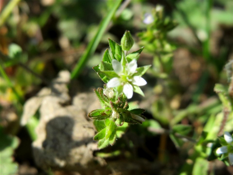 Gewöhnliche Vogelmiere (Stellaria media) bei Reilingen