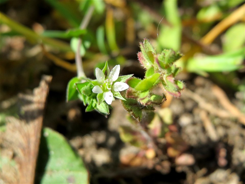 Gewöhnliche Vogelmiere (Stellaria media) bei Reilingen