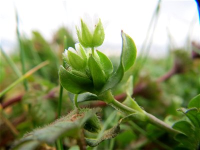 Gewöhnliche Vogelmiere (Stellaria media) bei Hockenheim
