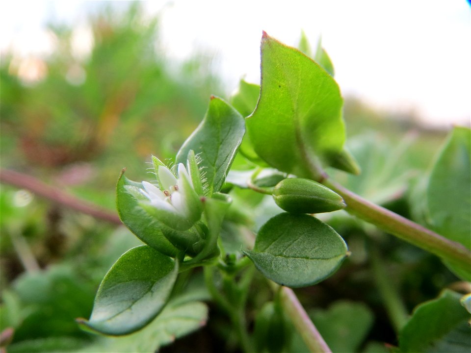 Typische Feldrandvegetation: Gewöhnliche Vogelmiere (Stellaria media) bei Reilingen