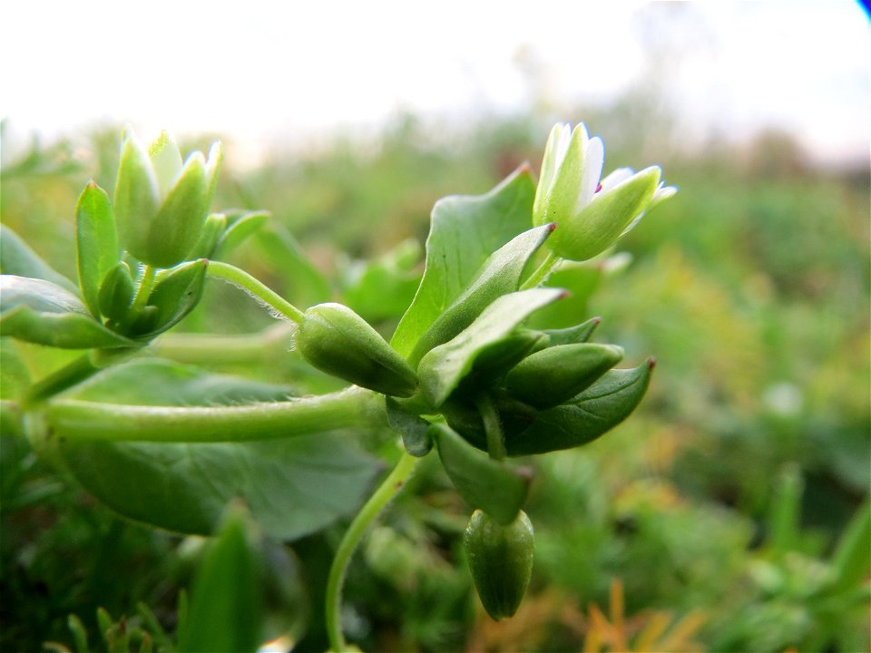 Typische Feldrandvegetation: Gewöhnliche Vogelmiere (Stellaria media) bei Reilingen