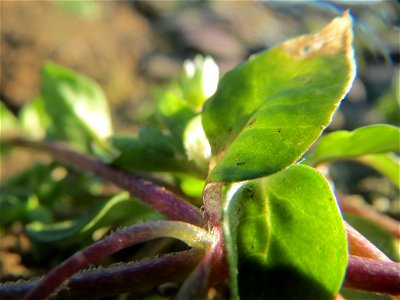 Typische Feldrandvegetation: Gewöhnliche Vogelmiere (Stellaria media) bei Reilingen