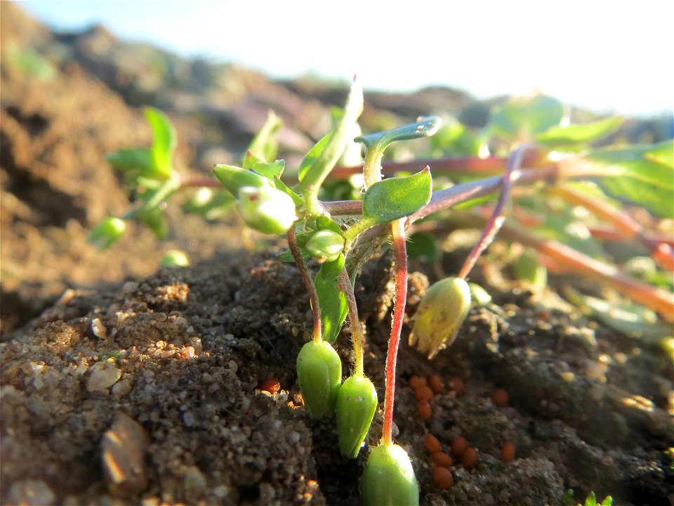Typische Feldrandvegetation: Gewöhnliche Vogelmiere (Stellaria media) bei Reilingen