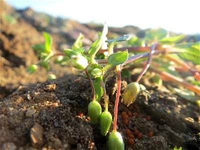 Typische Feldrandvegetation: Gewöhnliche Vogelmiere (Stellaria media) bei Reilingen