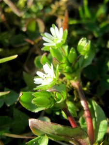 Gewöhnliche Vogelmiere (Stellaria media) im Gartenschaupark Hockenheim - diese Stellaria-Art blüht praktisch das gesamte Jahr