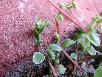 Vogelmiere (Stellaria media) in Hockenheim