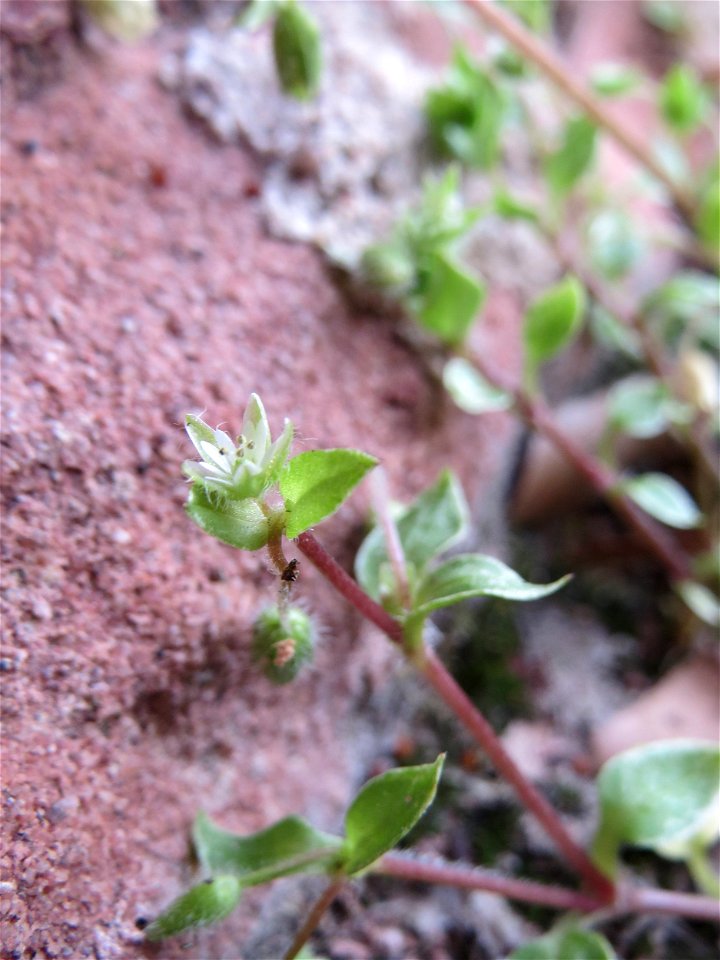 Vogelmiere (Stellaria media) in Hockenheim