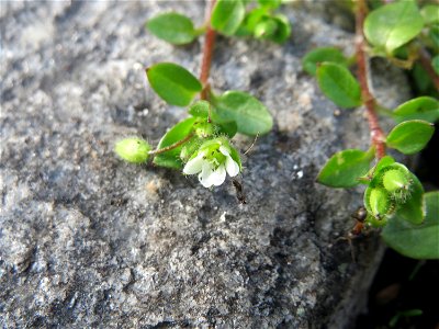 Vogelmiere (Stellaria media) in Hockenheim