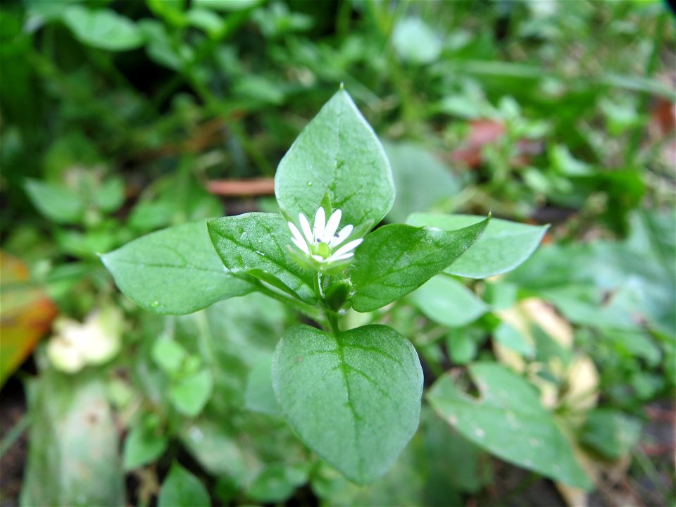 Gewöhnliche Vogelmiere (Stellaria media) in der Schwetzinger Hardt