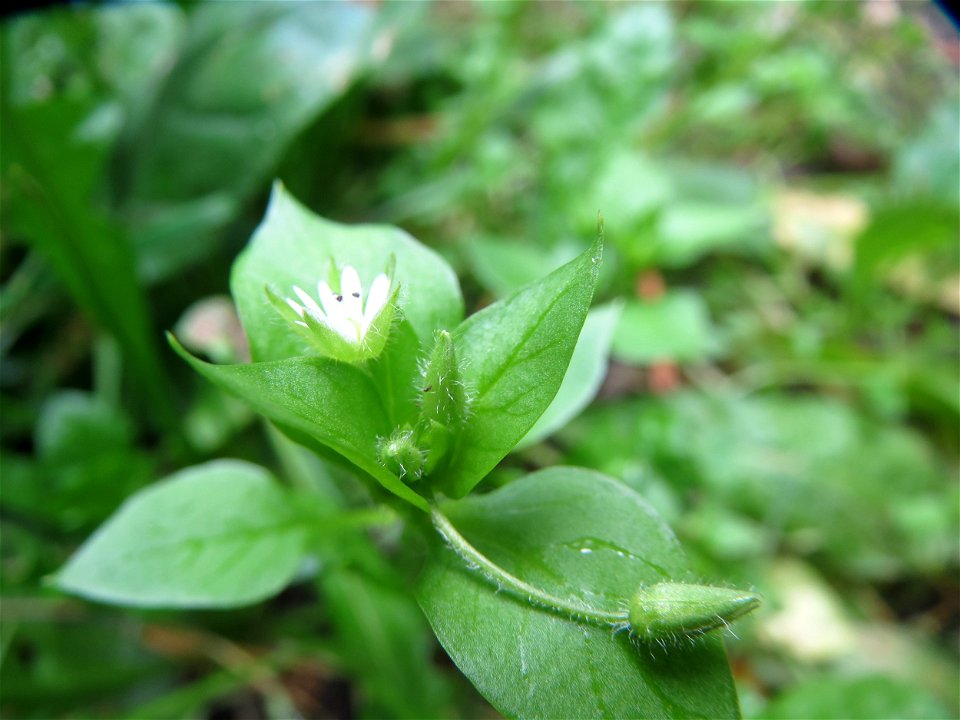 Gewöhnliche Vogelmiere (Stellaria media) in der Schwetzinger Hardt