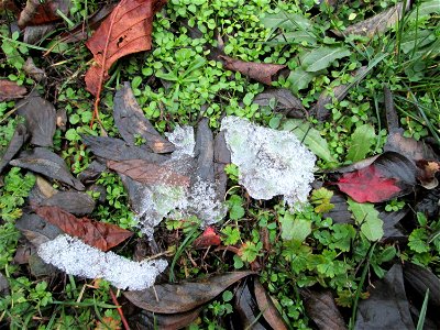 Grundblätter der Gewöhnlichen Vogelmiere (Stellaria media) nebst abgefallenen Blättern der Kornelkirsche in der Berlinallee in Hockenheim mit dahinschmelzenden Schneeresten - danebst Grundblätter von 