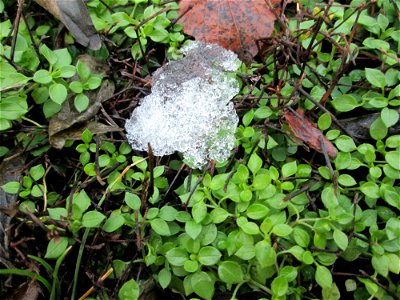 Grundblätter der Gewöhnlichen Vogelmiere (Stellaria media) nebst abgefallenen Blättern der Kornelkirsche in der Berlinallee in Hockenheim mit dahinschmelzenden Schneeresten