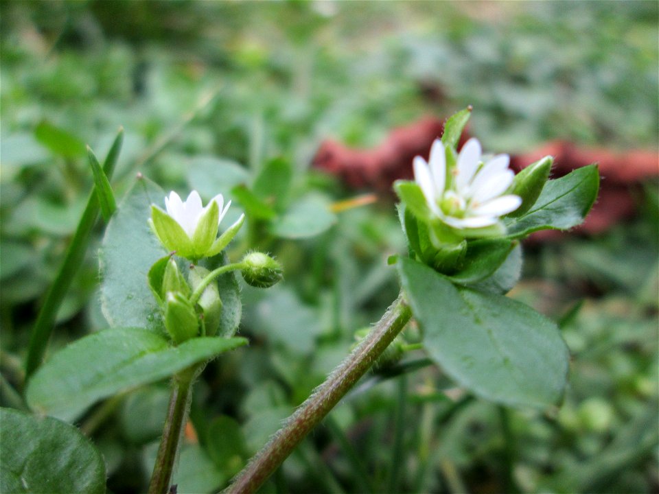 Gewöhnliche Vogelmiere (Stellaria media) in Hockenheim