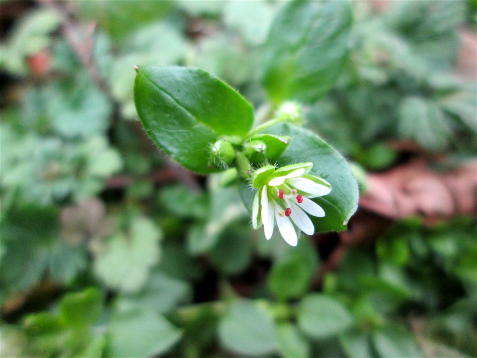Gewöhnliche Vogelmiere (Stellaria media) in Hockenheim