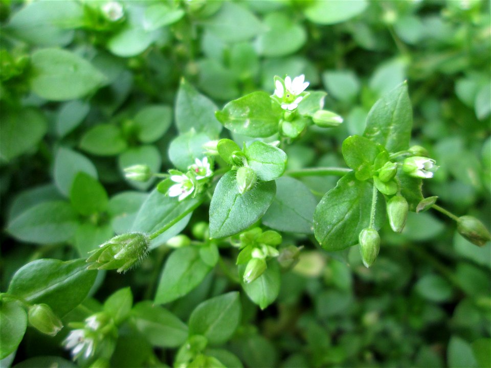 Gewöhnliche Vogelmiere (Stellaria media) in Hockenheim