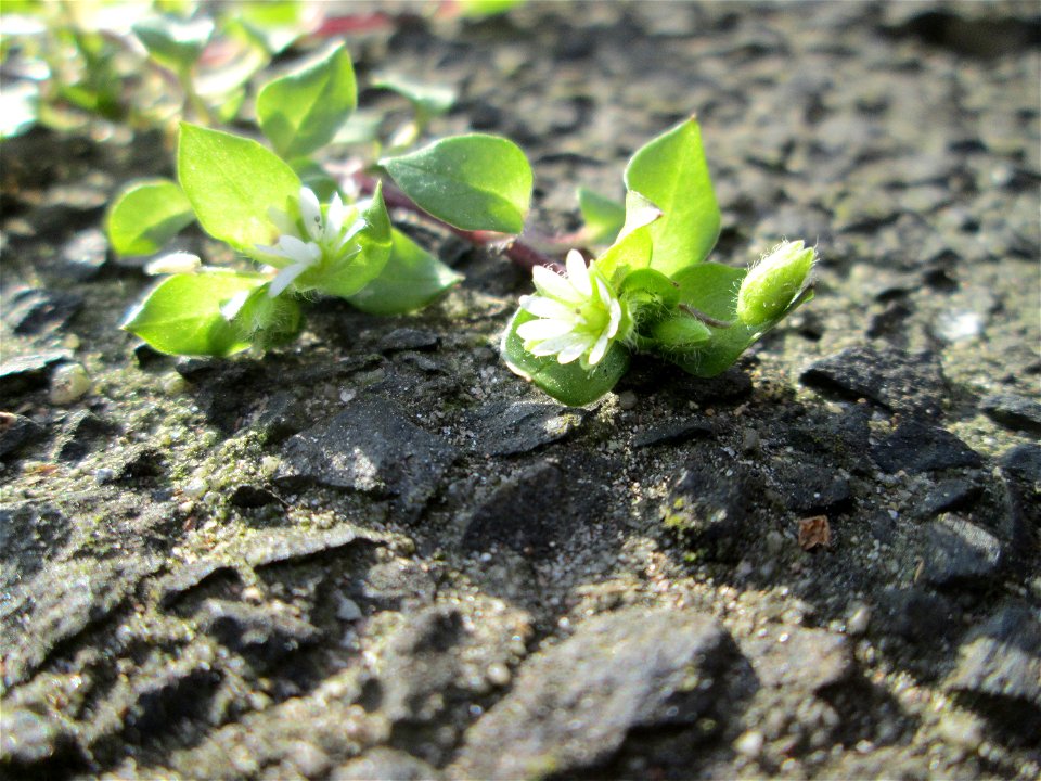 Ritzenbotanik: Gewöhnliche Vogelmiere (Stellaria media) an der A620 in Alt-Saarbrücken