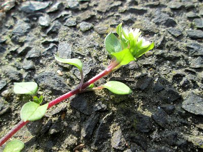 Ritzenbotanik: Gewöhnliche Vogelmiere (Stellaria media) an der A620 in Alt-Saarbrücken