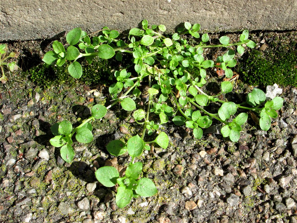 Ritzenbotanik: Grundblätter der Vogelmiere (Stellaria media) in Hockenheim