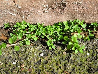 Ritzenbotanik: Grundblätter der Vogelmiere (Stellaria media) in Hockenheim