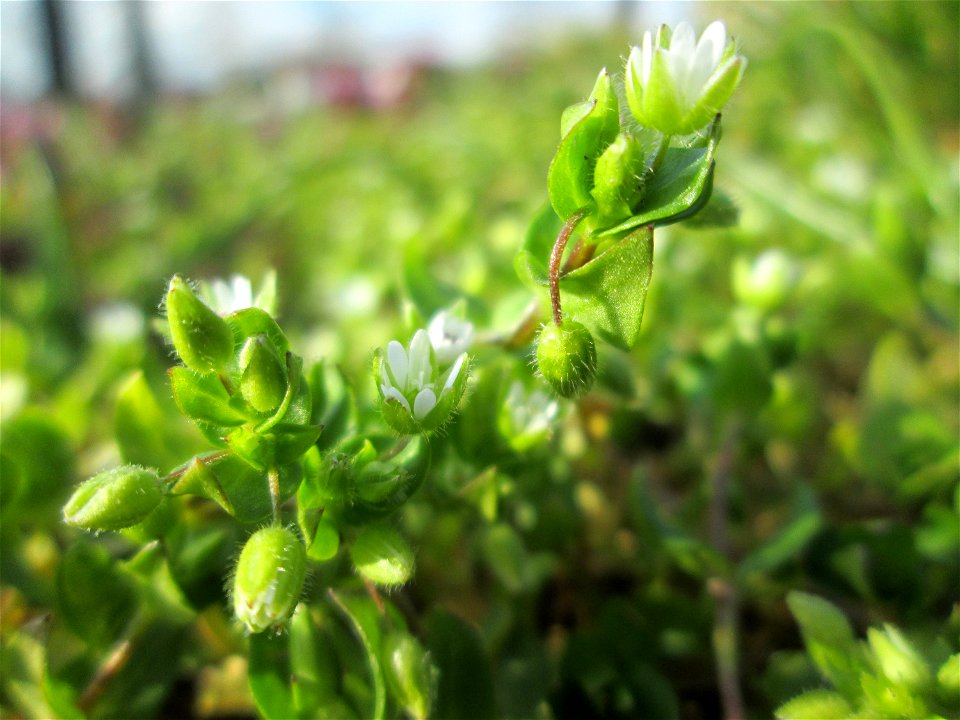 Vogelmiere (Stellaria media) in Hockenheim