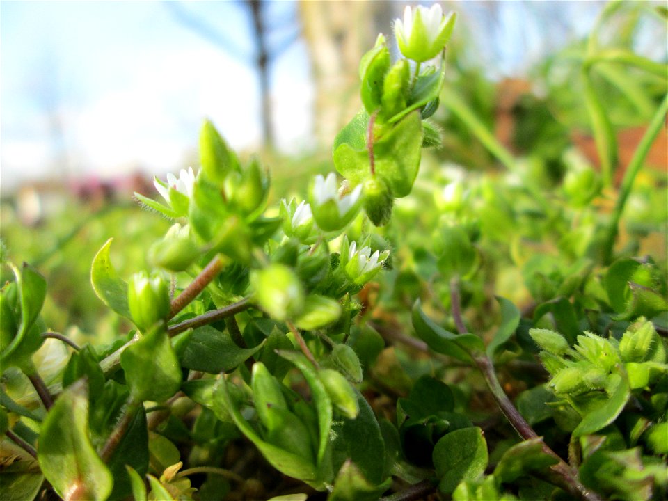 Vogelmiere (Stellaria media) in Hockenheim