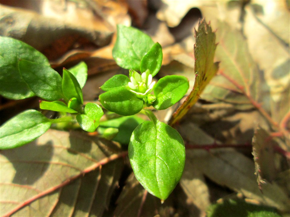 Gewöhnliche Vogelmiere (Stellaria media) in der Schwetzinger Hardt
