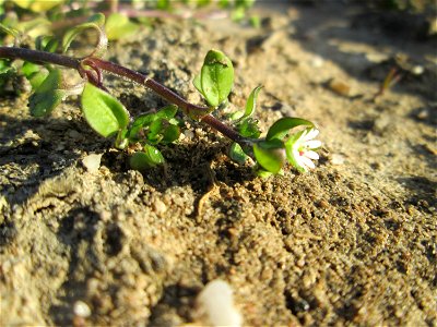 Gewöhnliche Vogelmiere (Stellaria media) auf einem Acker bei Reilingen