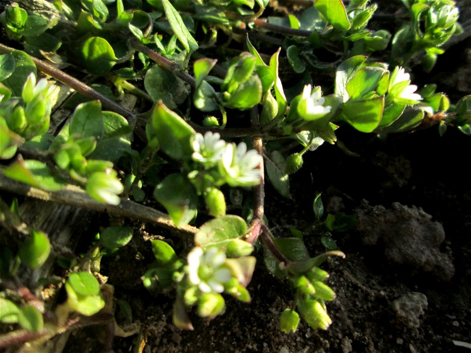 Gewöhnliche Vogelmiere (Stellaria media) auf einem Acker bei Reilingen