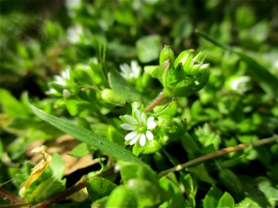 Gewöhnliche Vogelmiere (Stellaria media) am Straßenrand in Brebach