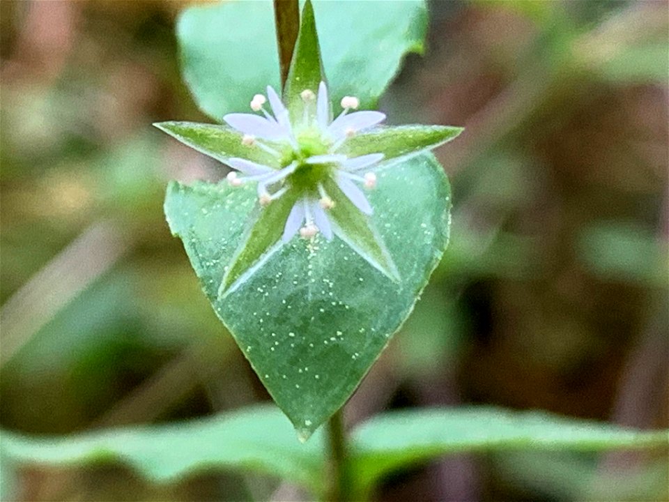 Crisp Starwort (Stellaria crispa)