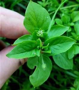 common chickweed (Stellaria media)