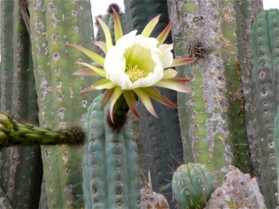 Echinopsis lageniformis