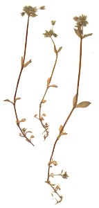 Stellaria pallida Herbar